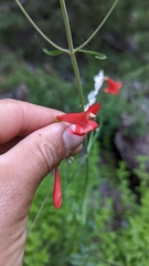 Penstemon barbatus torreyi