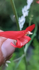 Penstemon barbatus torreyi