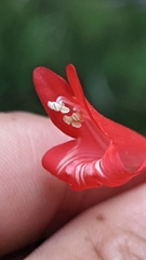 Penstemon barbatus torreyi