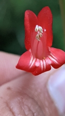 Penstemon barbatus torreyi