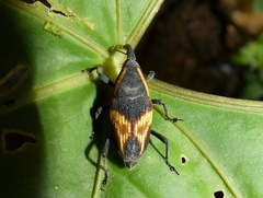 Cactophagus circumjectus