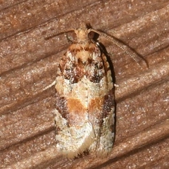 Argyrotaenia kimballi