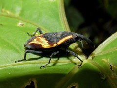 Cactophagus circumjectus