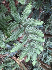 Pteris amoena
