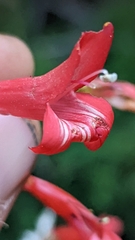 Penstemon barbatus torreyi
