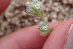 Cryptantha affinis