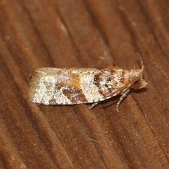 Argyrotaenia kimballi