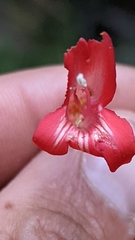 Penstemon barbatus torreyi
