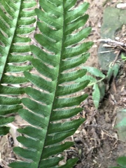 Pteris amoena