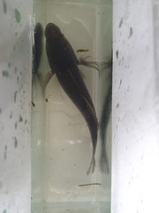 Gobiomorphus gobioides