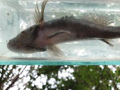 Gobiomorphus gobioides