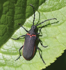 Desmocerus californicus