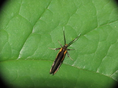 Mathildana newmanella