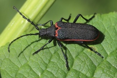 Desmocerus californicus