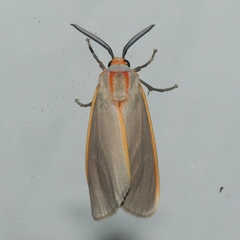 Pygarctia abdominalis