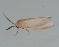 Pygarctia abdominalis