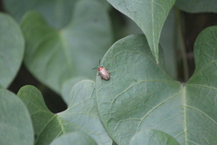 Disonycha brevilineata