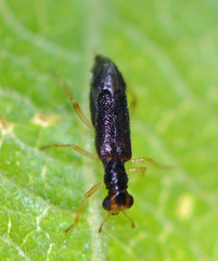 Phyllobaenus verticalis