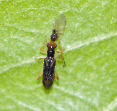 Phyllobaenus verticalis