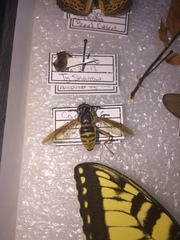 Spilomyia alcimus