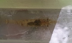 Paratya curvirostris