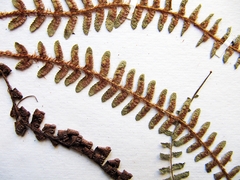 Polystichum craspedosorum