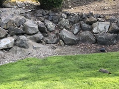 Marmota flaviventris