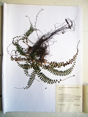 Polystichum craspedosorum