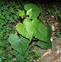 Notoseris melanantha