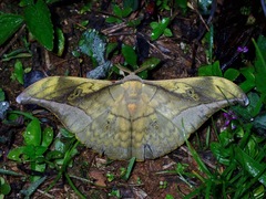 Antheraea rosieri