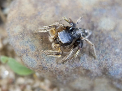 Habronattus captiosus