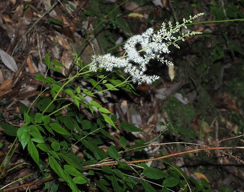 Astilbe longicarpa, photograph 1