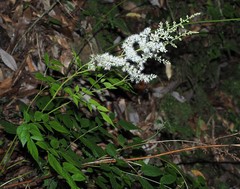 Astilbe longicarpa