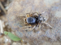 Habronattus captiosus