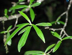Daphne arisanensis