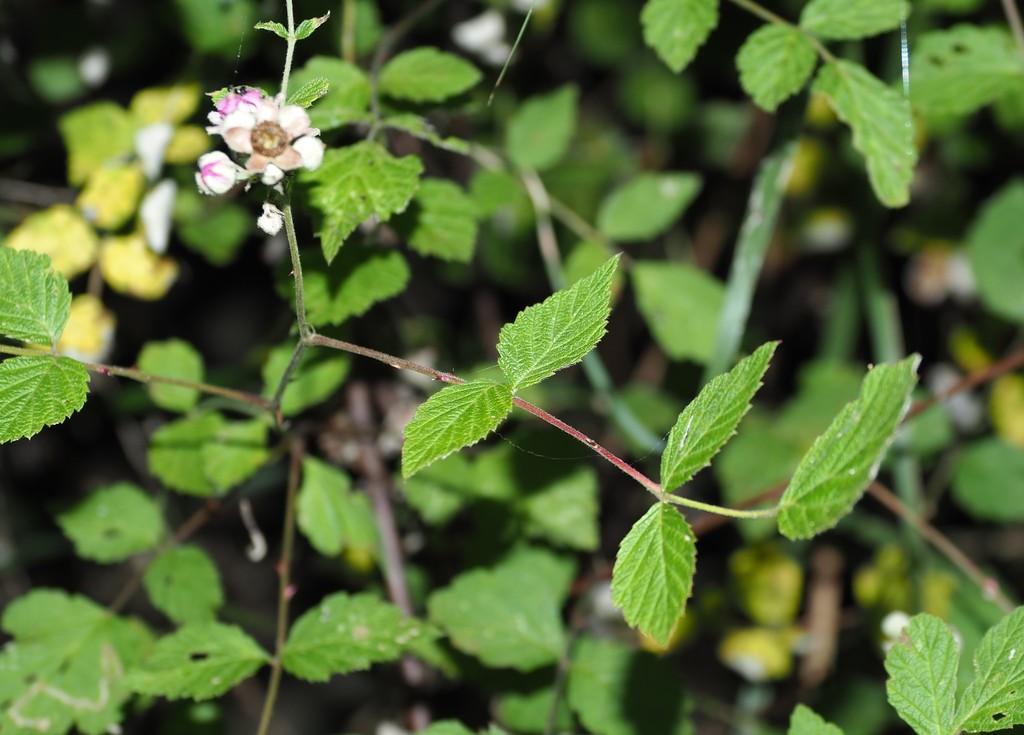 Rubus incanus