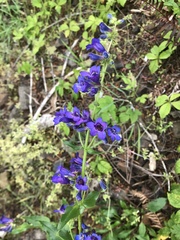 Penstemon ovatus