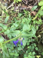 Penstemon ovatus
