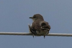 Mimus polyglottos leucopterus