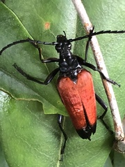 Stenelytrana emarginata