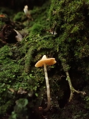 Cortinarius acutus