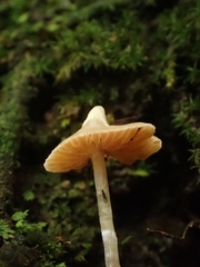 Cortinarius acutus