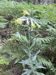 Lithospermum macromeria
