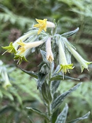 Lithospermum macromeria