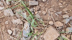 Leymus chinensis