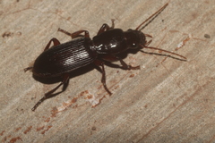 Stenomorphus