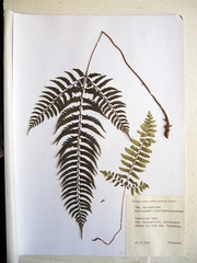 Polystichum subtripteron