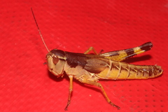 Boopedon flaviventris