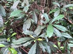 Osmanthus matsumuranus