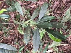 Osmanthus matsumuranus